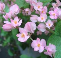 Antigonon mexický (Antigonon leptopus)