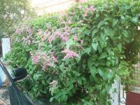 Antigonon mexický (Antigonon leptopus)