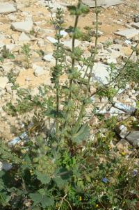 Šalvěj balsamina (Salvia verbenaca)