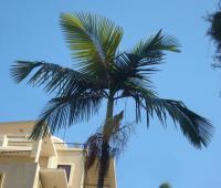 Palma (Archontophoenix alexandrae)