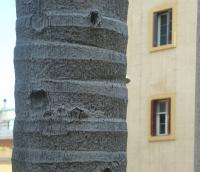Palma (Archontophoenix alexandrae)