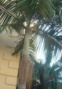 Palma (Archontophoenix alexandrae)