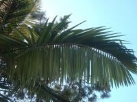 Palma (Archontophoenix alexandrae)