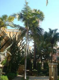 Palma (Archontophoenix alexandrae)