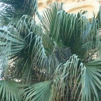 Palma (Livistona chinensis)