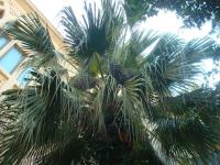 Palma (Livistona chinensis)