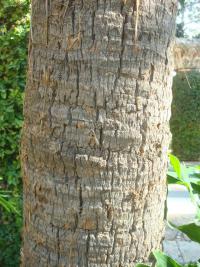 Palma (Livistona chinensis)