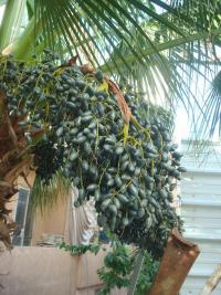 Palma (Livistona chinensis)
