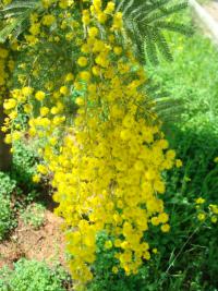 Akácie (Acacia decurrens)