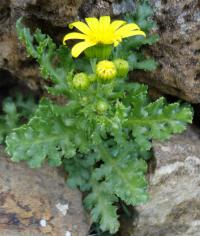 Starček jarní (Senecio vernalis)