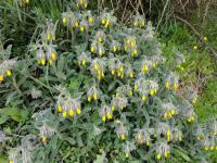 Ruměnice keříčková (Onosma frutescens)