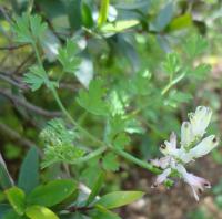 Fumaria (Fumaria judaica)