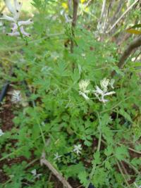 Fumaria (Fumaria judajca)