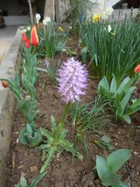 Vstavač italský (Orchis italica)