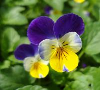 Maceška drobnokvětá (Viola cornuta)