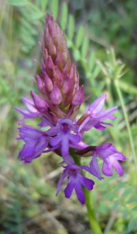 Rudohlávek jehlancovitý (Anacamptis pyramidalis)