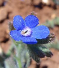 Piát modrý (Anchusa azurea)