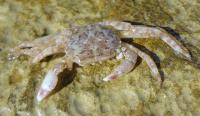 Mořský krab - samec mrtvý (Pachygrapsus marmoratus)