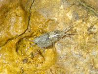 Mořský korýš (Ligia italica)