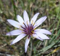 Hadí mor multiscapa (Scorzonera multiscapa)