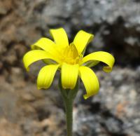 Hadí mord mollis (Scarzonera mollis)