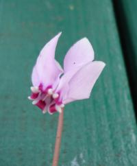 Bramořík nachový (Cyclamen purpurascens)