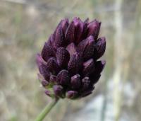 Česnek kulovitý (Allium rotundum)