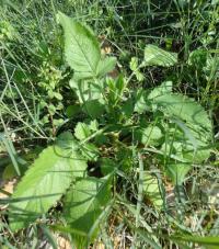 Cephalaria - mladá rostlina (Cephalaria joppensis)