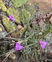Podeňka Andersonova (Tradescantia andersoniana)