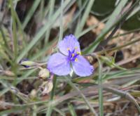 Podeňka Andersonova (Tradescantia andersoniana)
