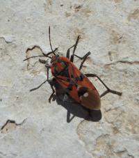 Ploštička (Lygaeus murinus)