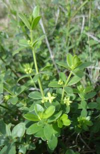 Mořena (Rubia tenuifolia)