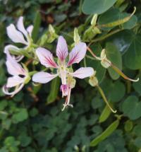 Bauhinie popínavá (Bauhinia yunnanensis)