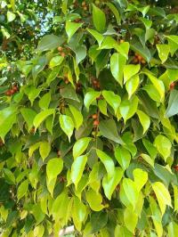 Fíkovník drobnolistý