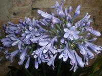 Kalokvět (Agapanthus)