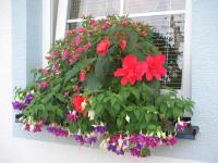 Fuchsie a Begonie
