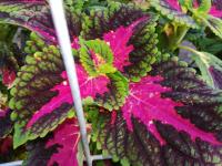 Pochvatec šišákovitý (Plectranthus scutellarioides)