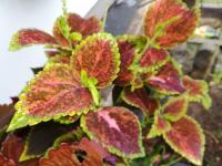 Pochvatec šišákovitý (Plectranthus scutellarioides)