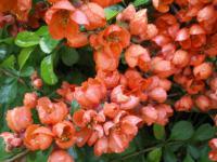 Kdoulovec japonský - cihlově červený nejběžnější (Chaenomeles japonica)