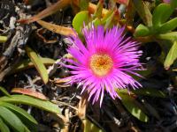 Kosmatcovník velkokvětý (Carpobrotus acinaciformis)