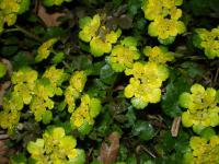 Mokrýš střídavolistý (Chrysosplenium alternifolium)