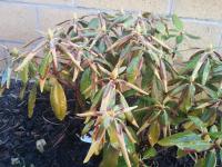 Rhododendrom