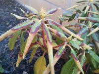 Rhododendron