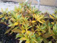 Rhododendron