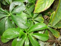 Čemeřice (Helleborus)