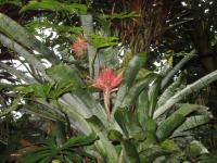 Echmea (Aechmea)