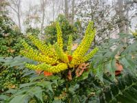 Mahonie prostřední (Mahonia x media)