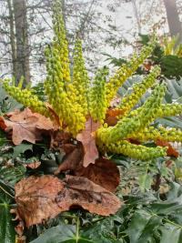 Mahonie prostřední (Mahonia x media)