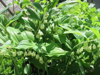 Kokořík mnohokvětý (Polygonatum multiflorum)