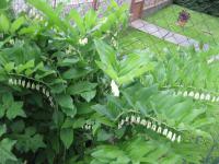 Kokořík mnohokvětý (Polygonatum multiflorum)